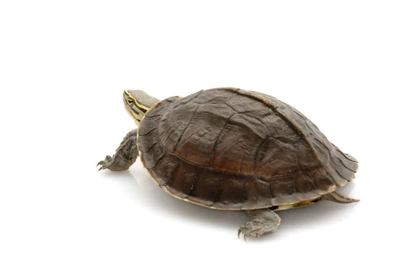 Malaiische Buchsschildkröte — Stockfoto