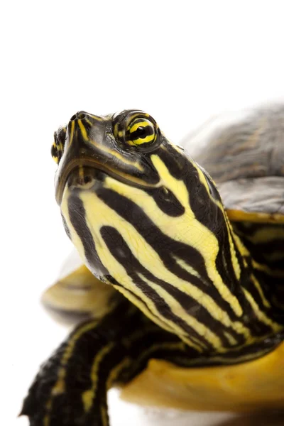 Gelbbauchschuh — Stockfoto