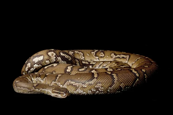 Angolese python — Stockfoto