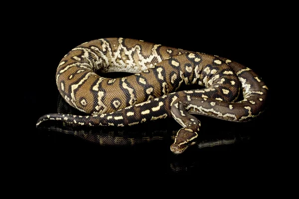 Angolanpython — Stockfoto