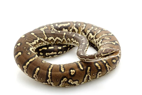 Angolanpython — Stockfoto