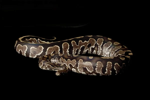 婆罗洲黑血 python 和球 python 混合 — 图库照片