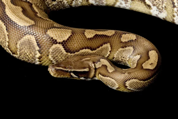 Sumatraanse rood bloed python en bal python hybride — Stockfoto