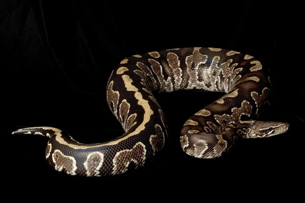 Borneo python sangre negra y bola python híbrido — Foto de Stock