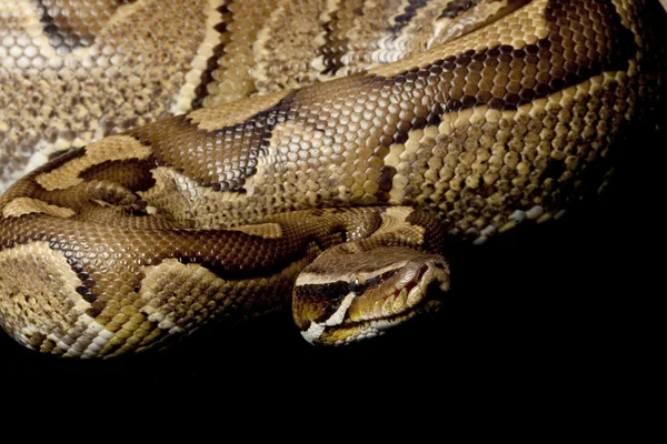 Python rouge de Sumatra et hybride python à billes — Photo