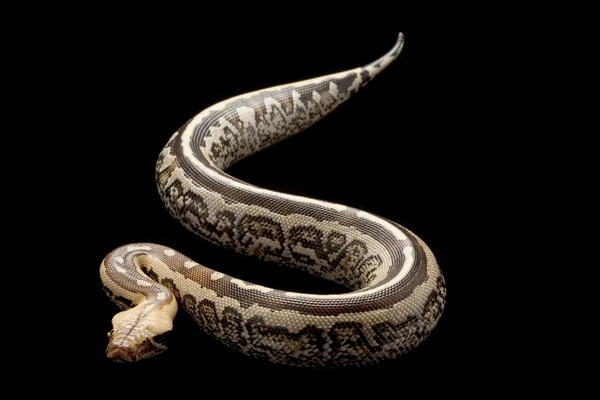 Bornéu python sangue de cauda curta — Fotografia de Stock