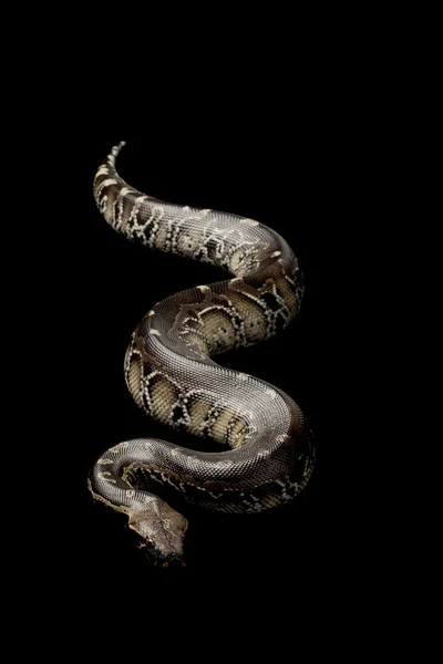 Python à queue courte Bornéo — Photo