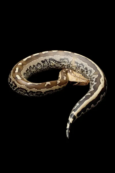 Borneo short-tailed blood python — Stock Photo, Image