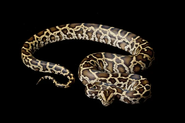 Burmese python — Stock Photo, Image