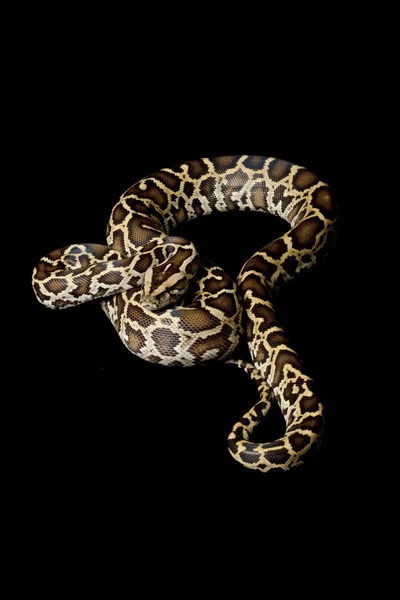 Burmesiska python — Stockfoto