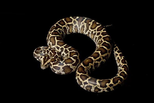 Birmanya python — Stok fotoğraf