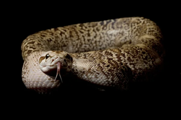Granit Burmese python — Stock Photo, Image
