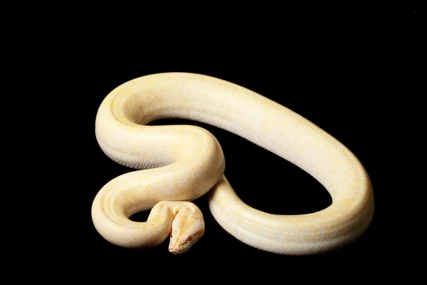 Albino Birmy python granit — Zdjęcie stockowe