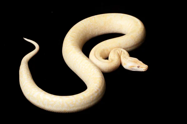 Albino granit Birmese python — Stockfoto