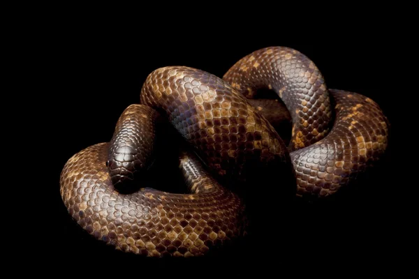 Calabar python — Stockfoto