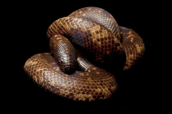 卡拉巴尔 python — 图库照片