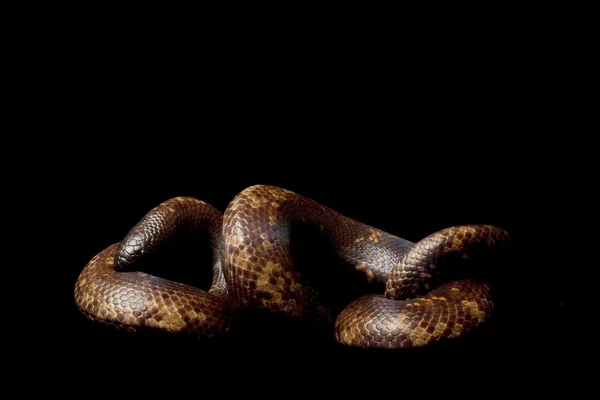 Python calabar — Photo