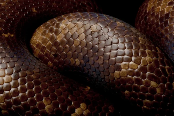 カラバー python — ストック写真