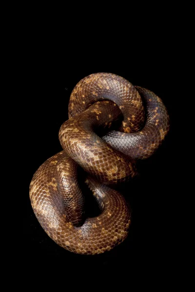 Calabar python — Stock Fotó