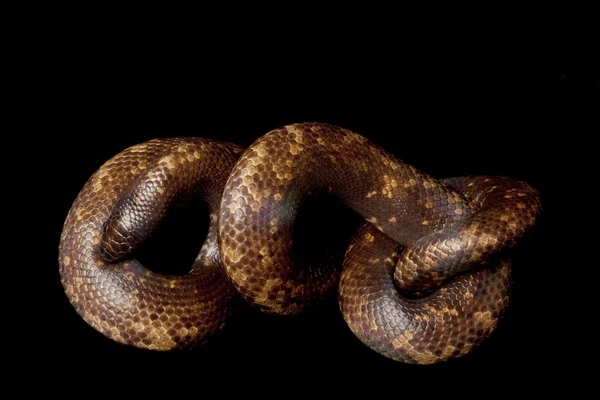 Calabar python — Stockfoto