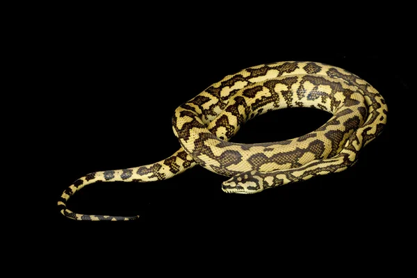 Jaguar Carpet Python — Stock Photo, Image