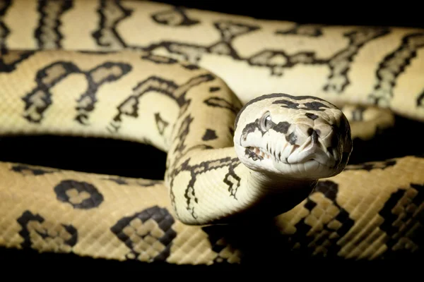 Jaguar Carpet Python — Zdjęcie stockowe