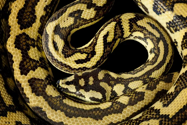 Jaguar halı python — Stok fotoğraf