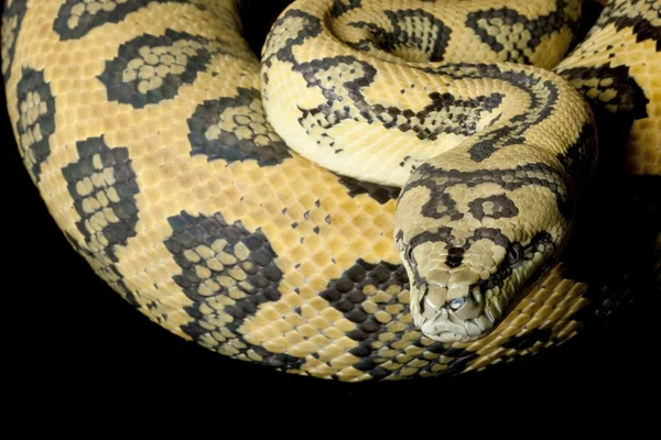 Carpet python and green tree python hybrid — Stock Photo © fivespots ...