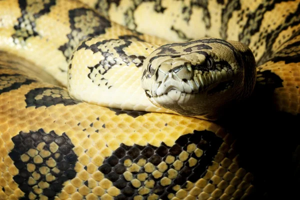 Red hypomelanistic Jaguar Carpet Python — Stock Photo, Image