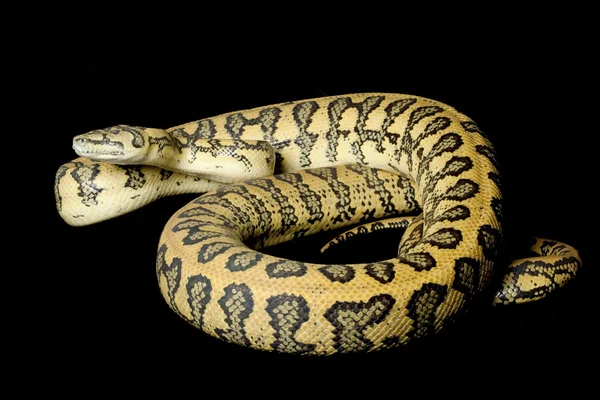Röda hypomelanistic jaguar mattan python — Stockfoto