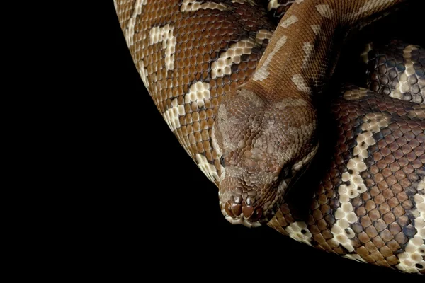 Central matta python — Stockfoto
