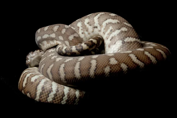 Centralian カーペット python — ストック写真