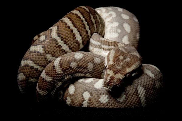 Centralian carpet python — Stock Photo, Image