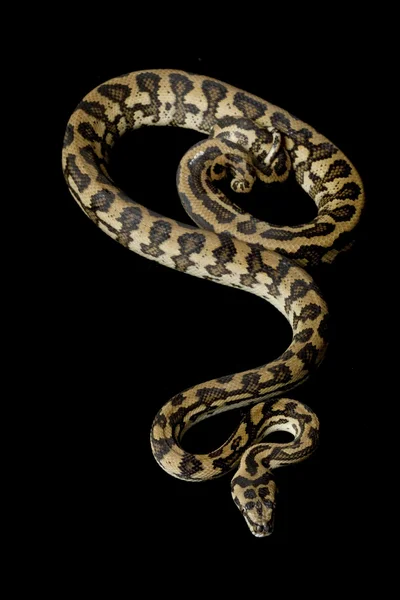 Halı python — Stok fotoğraf