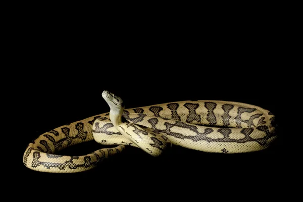 Jaguar Carpet Python — Stock Photo, Image