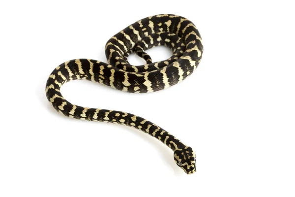 Python koberec džungle — Stock fotografie