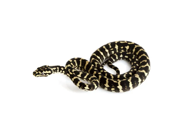 Джунглях килим python — стокове фото