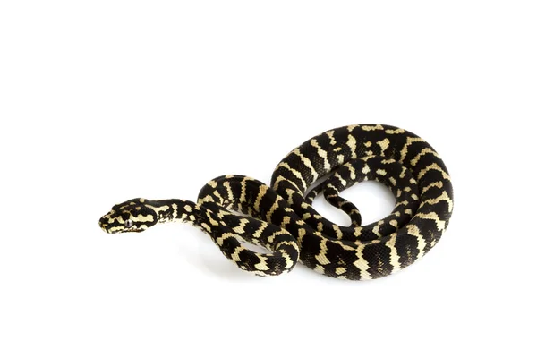 Dschungelteppichpython — Stockfoto