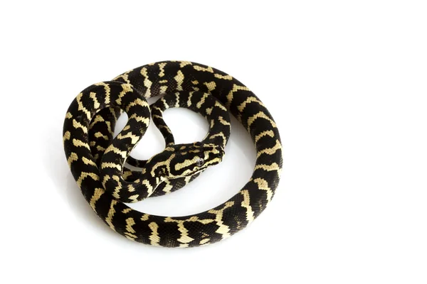 Jungle Carpet Python — Stock Photo, Image