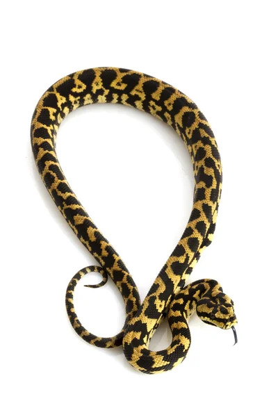 Djungel mattan python — Stockfoto