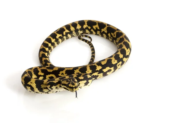 丛林地毯 python — 图库照片
