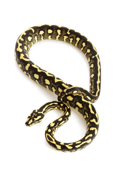 Jungle tapijt python — Stockfoto