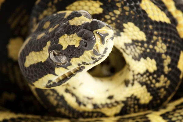 Jungle Carpet Python — Stock Photo, Image