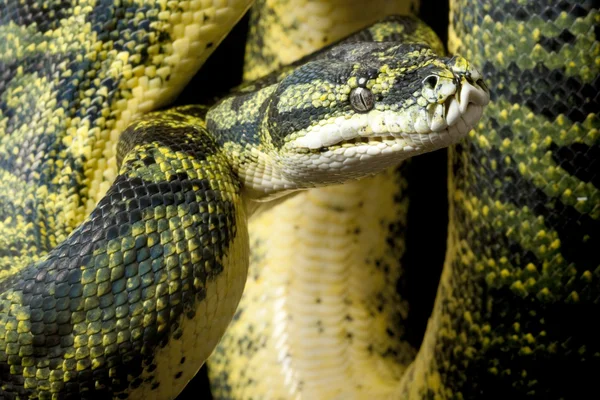 Green tree python Stock Photos, Royalty Free Green tree python Images ...