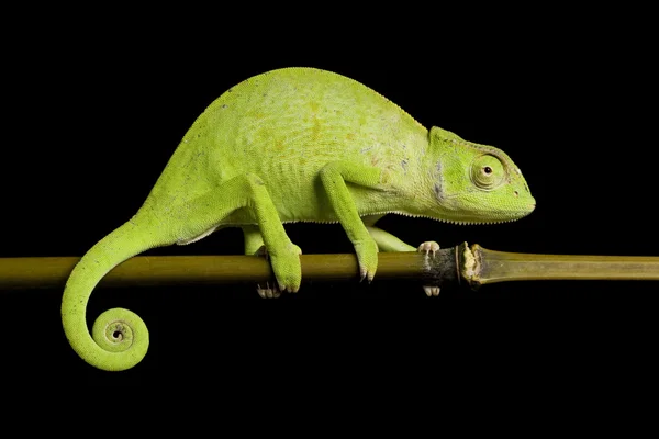 Senegal chameleon Stock Obrázky