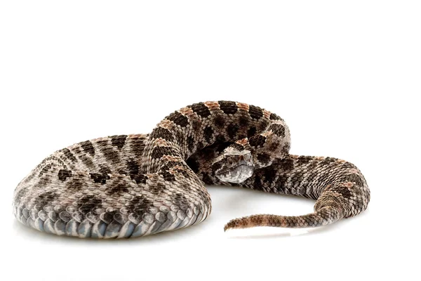 Rattlesnake pigmeu Imagem De Stock