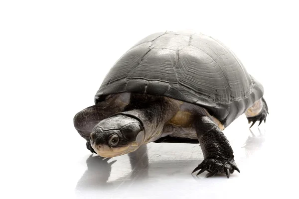 Чёрная грязная черепаха Стоковое Изображение