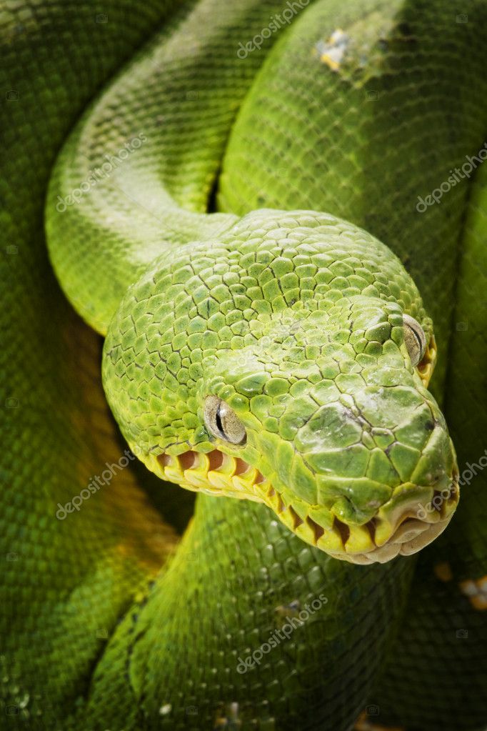 emerald tree boa | 图库照片 08 ameng wu #25850969