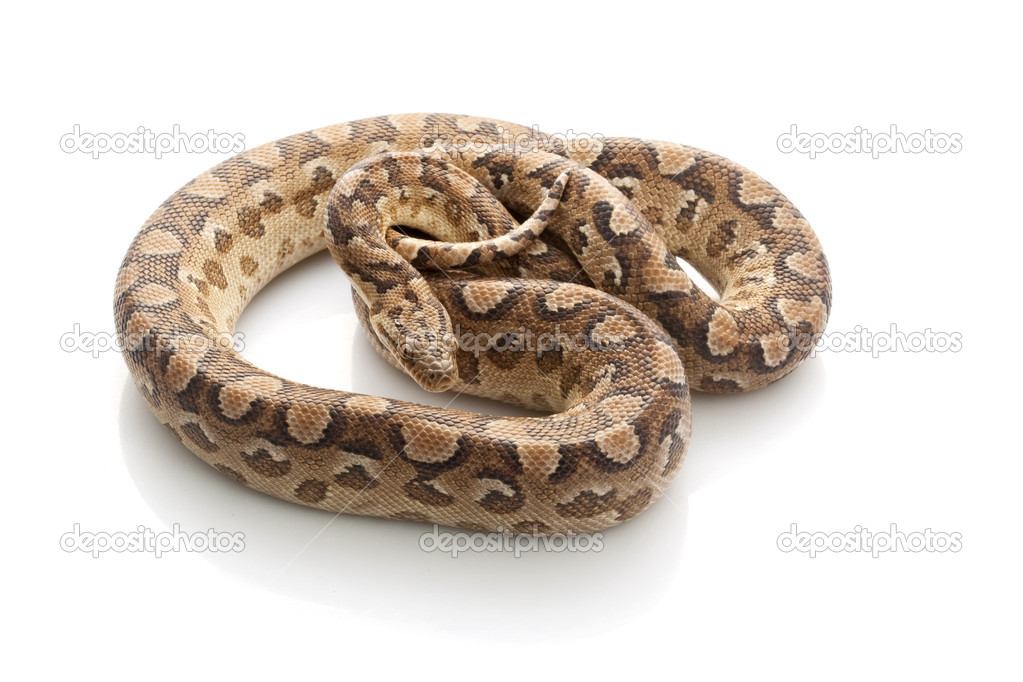 Argentine Rainbow Boa Common names include the rainbow boa, and