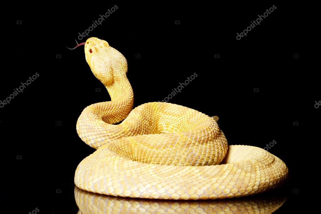 Stockfotos Eastern Diamondback Bilder Stockfotografie Eastern Diamondback Lizenzfreie Fotos Depositphotos